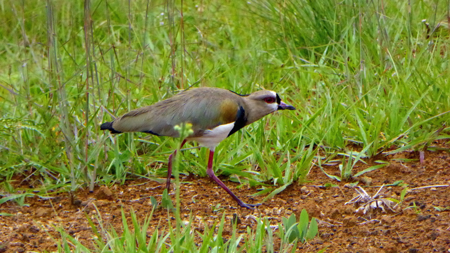Southern Lapwing in the premises of Ecoparque Rayos del Sol